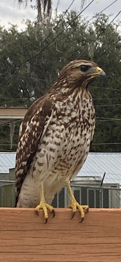 meaning of a hawk
