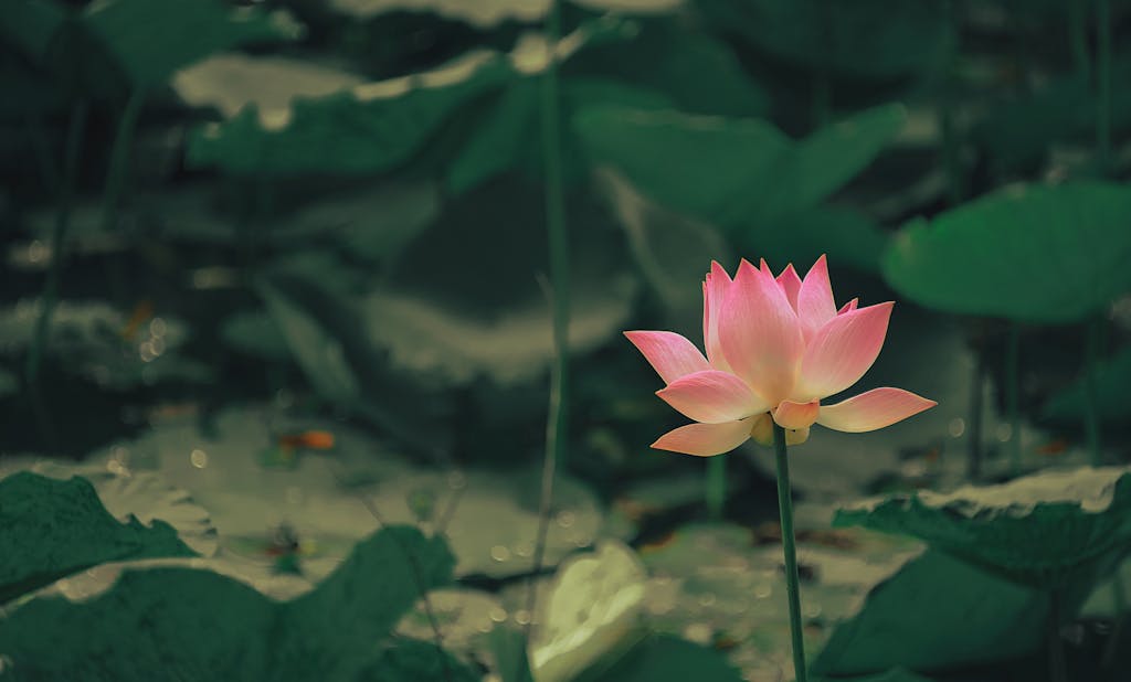 reason you are empathic