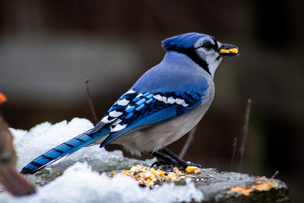 meaning of a blue jay