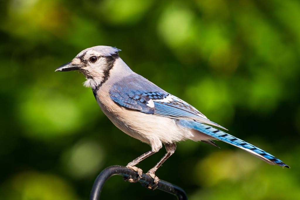 meaning of a blue jay