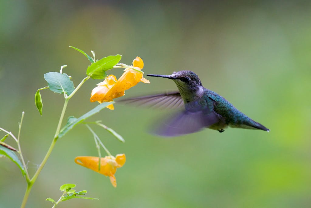 spiritual meaning of a hummingbird