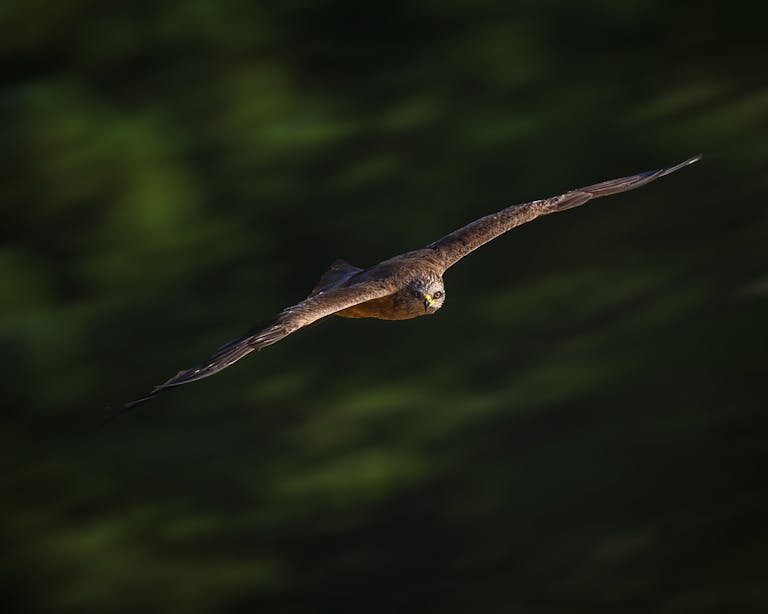 meaning of a hawk