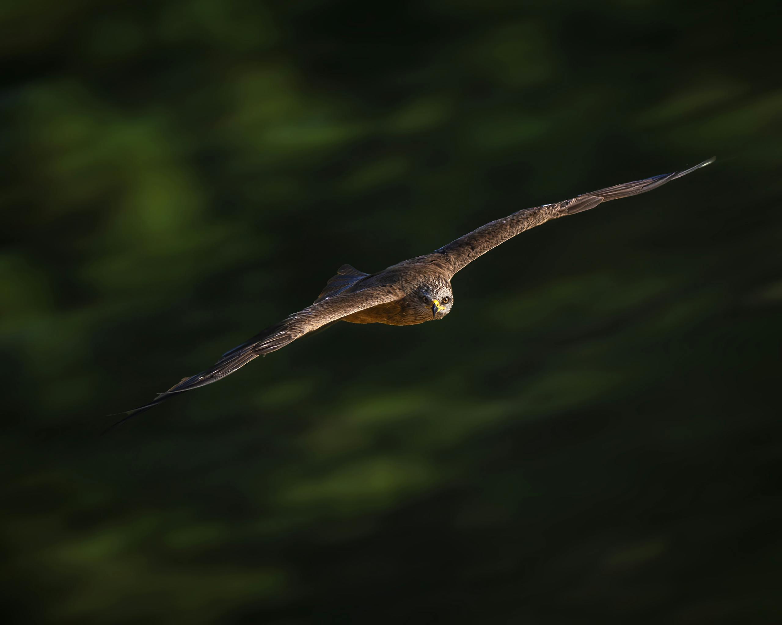 meaning of a hawk