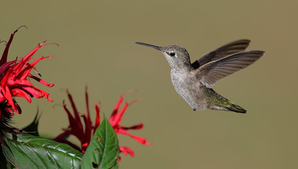 spiritual meaning of a hummingbird