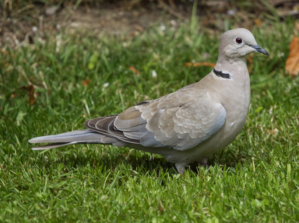 meaning of a dove