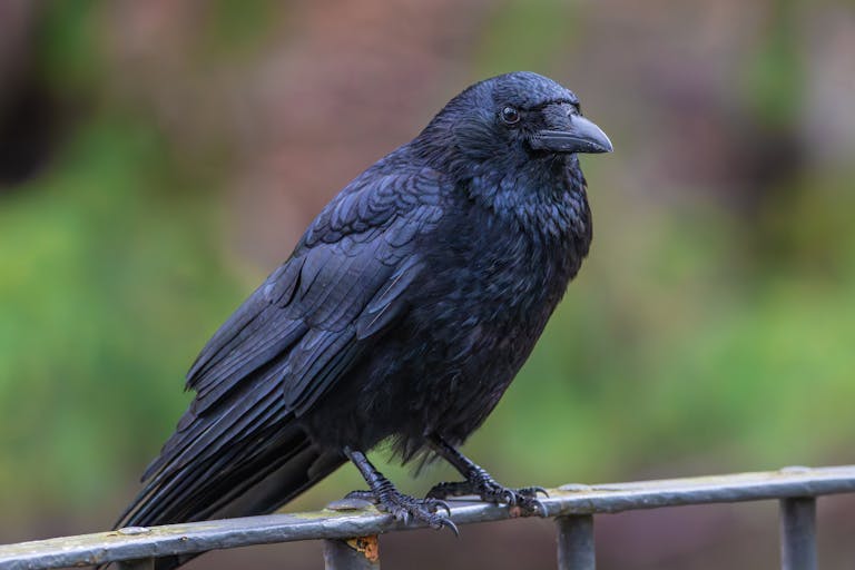 meaning of a crow