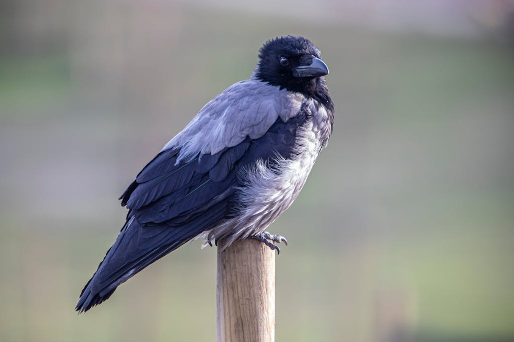 meaning of a crow
