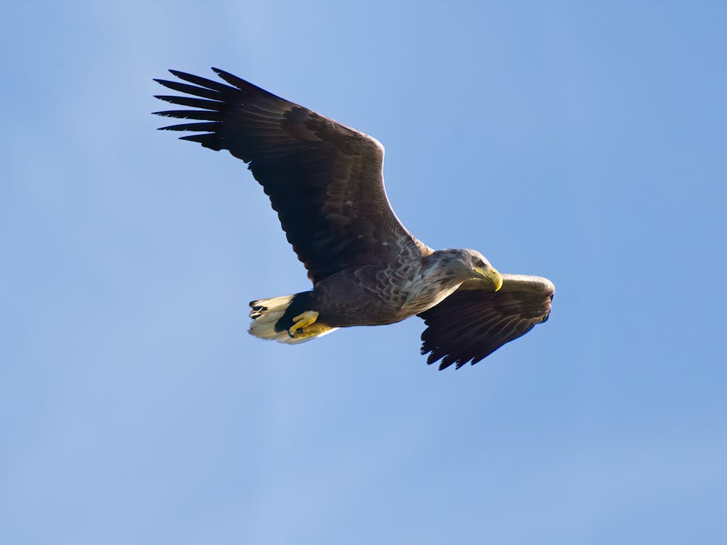 meaning of an eagle