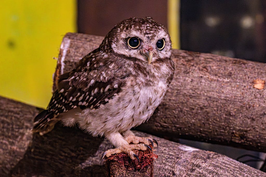 meaning of an owl