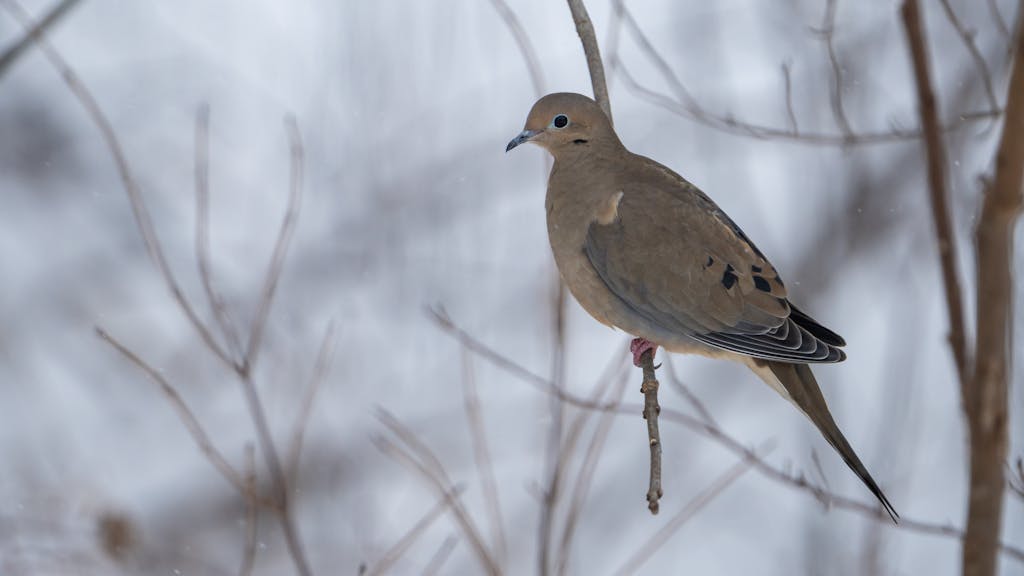 meaning of a dove