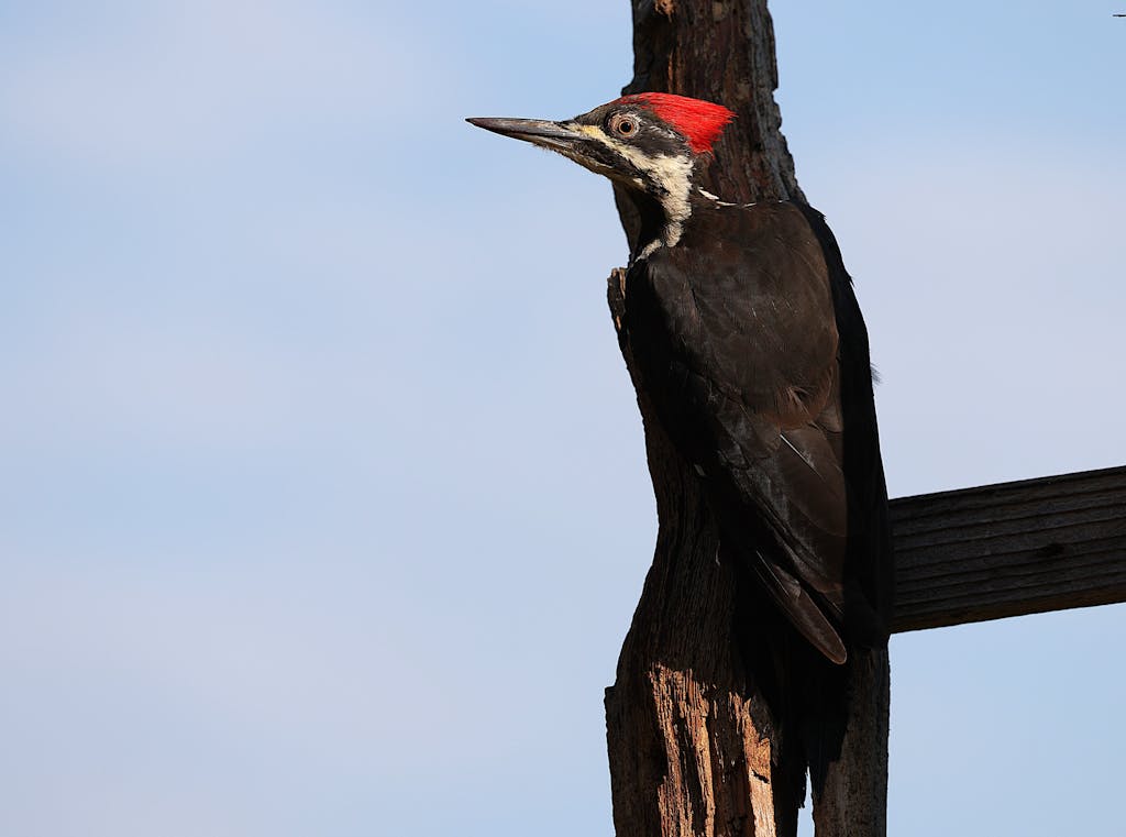 meaning of a woodpecker