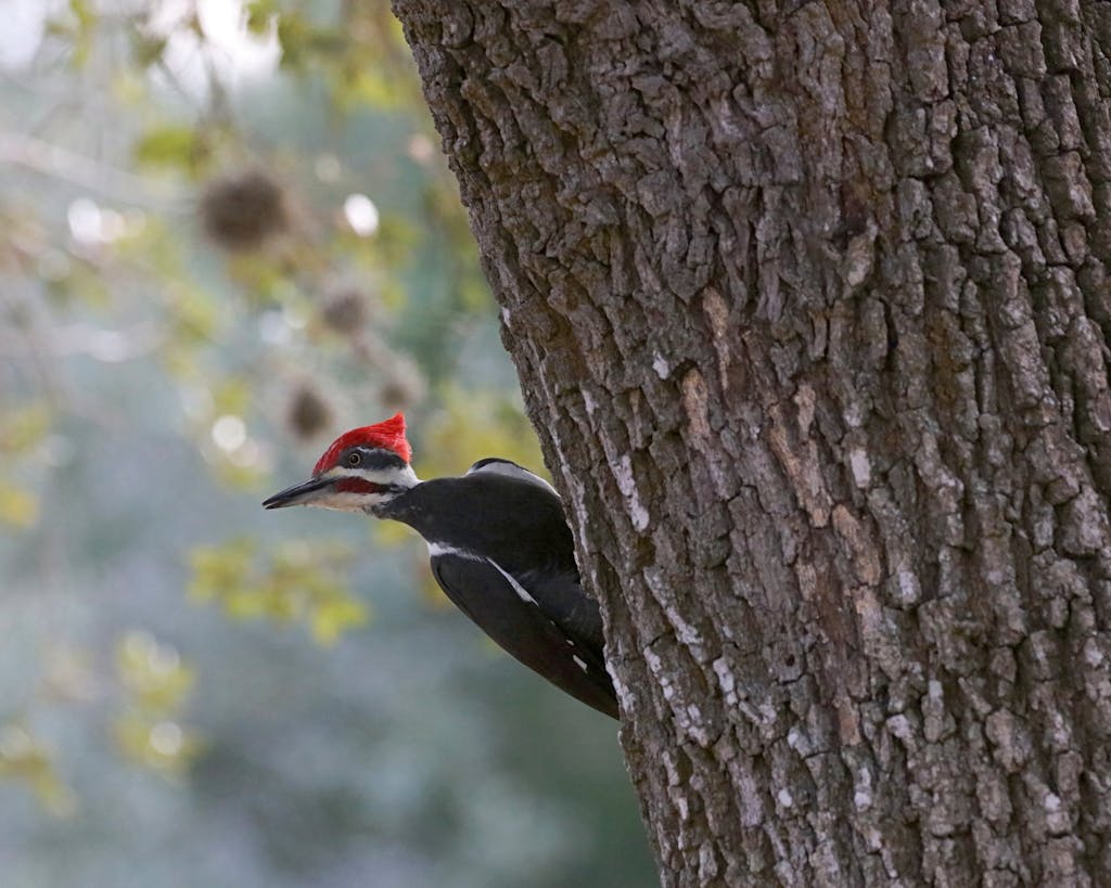 meaning of a woodpecker