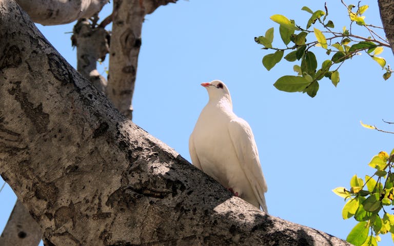 meaning of a dove
