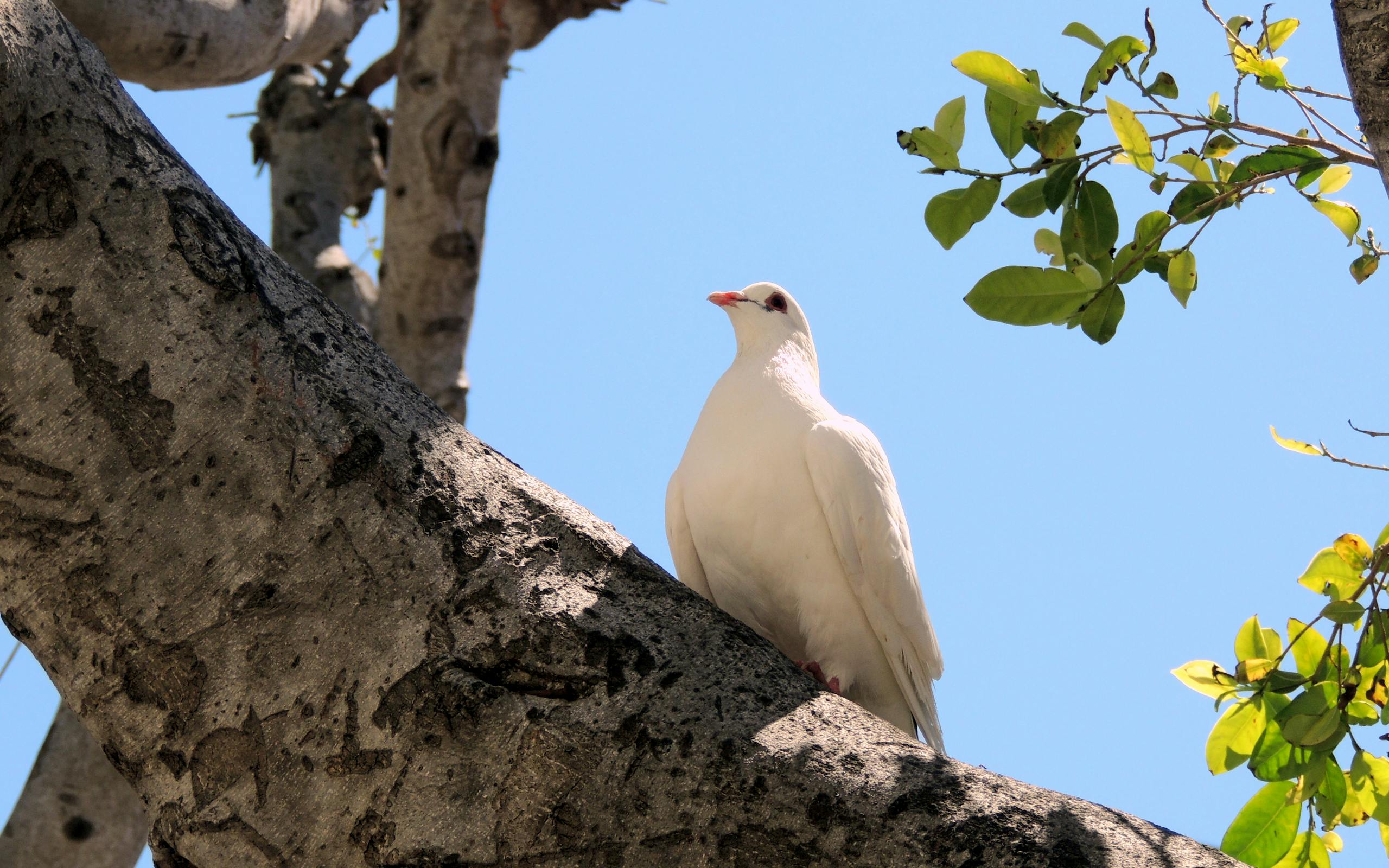 meaning of a dove