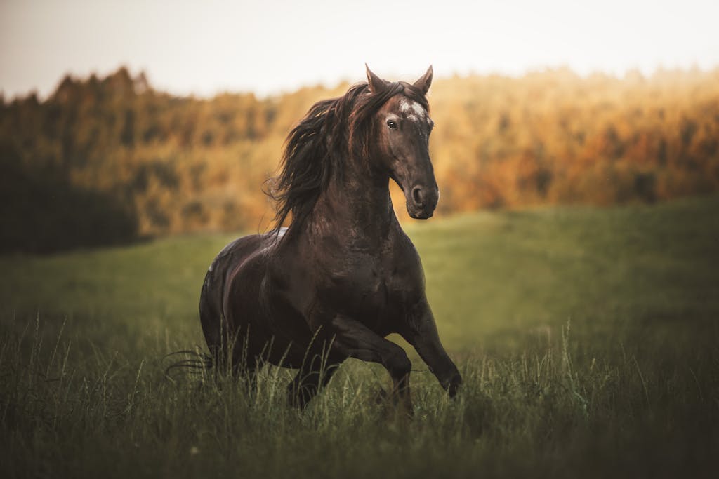 pets in spirit readings