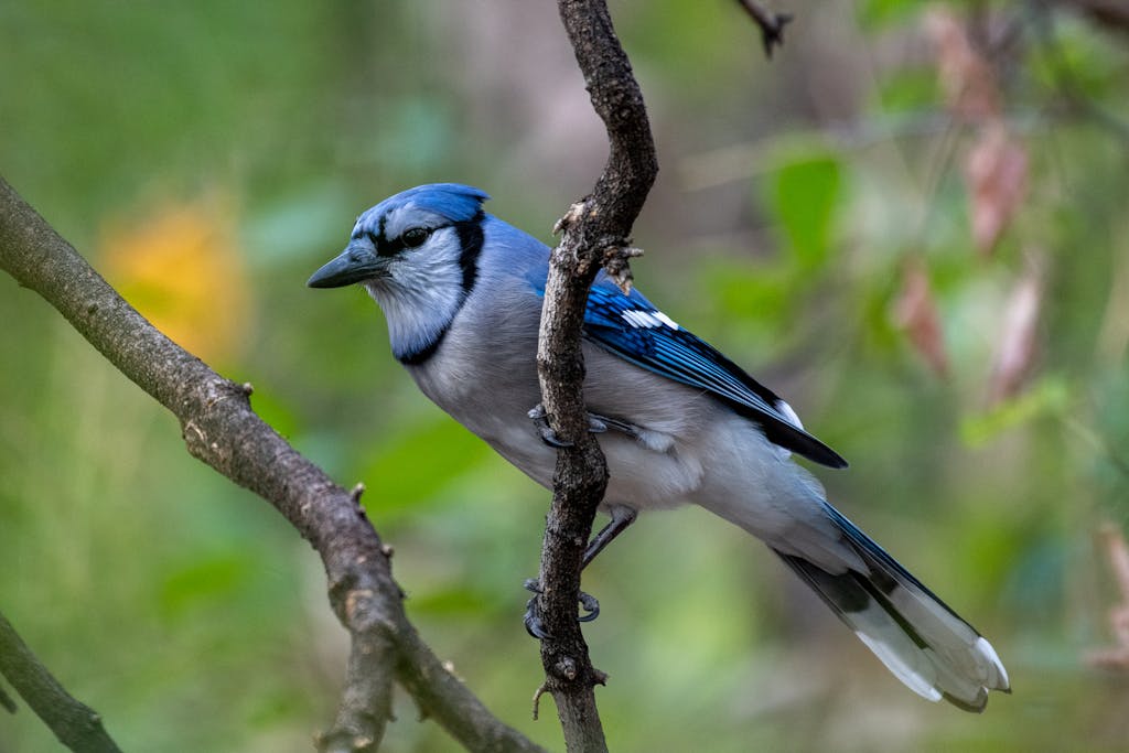 meaning of a blue jay