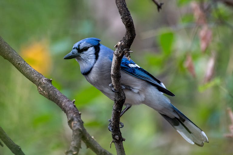 meaning of a blue jay
