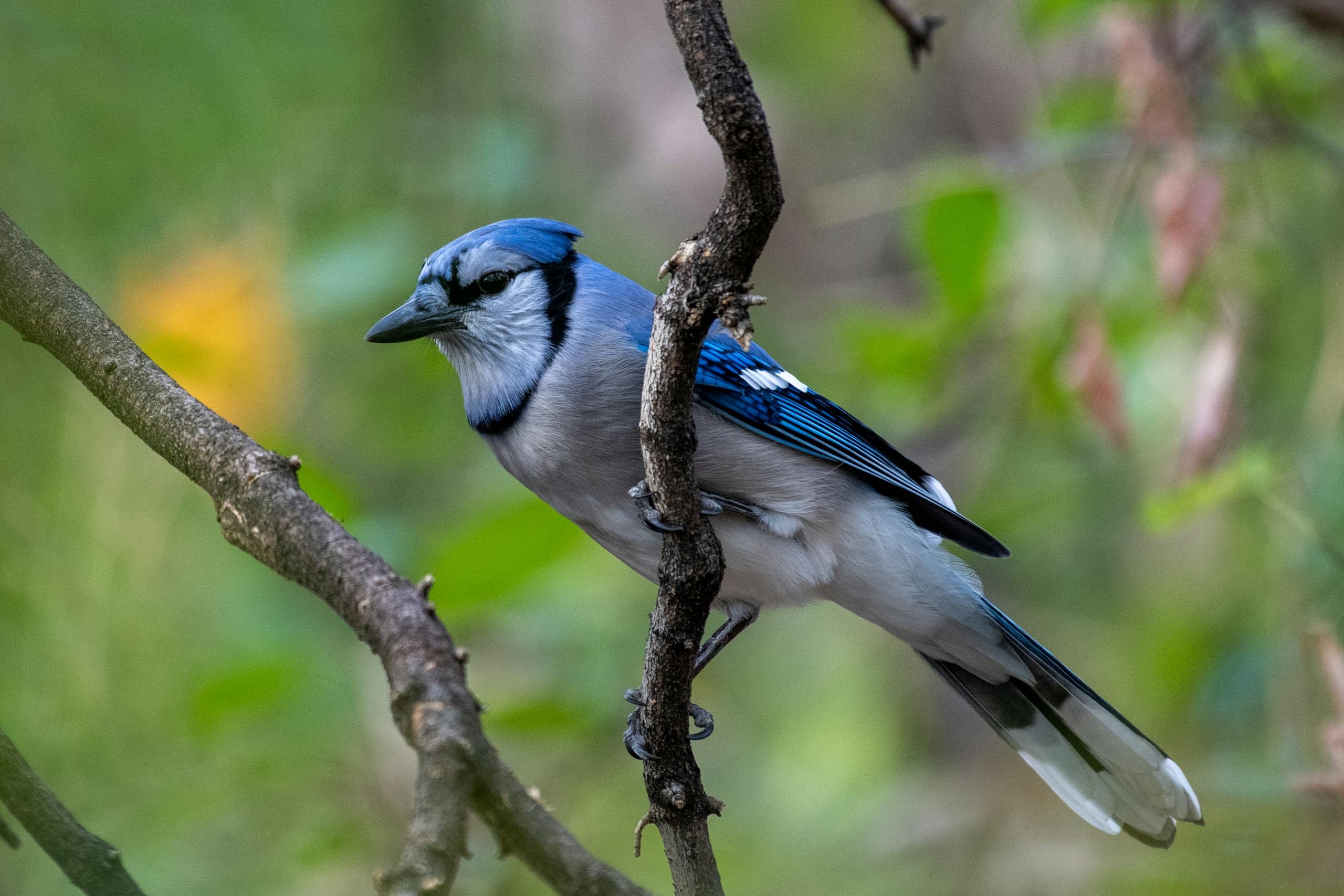 meaning of a blue jay