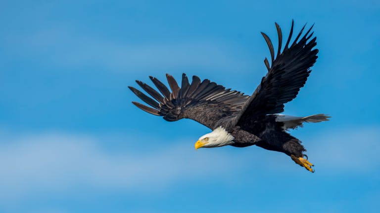 meaning of an eagle