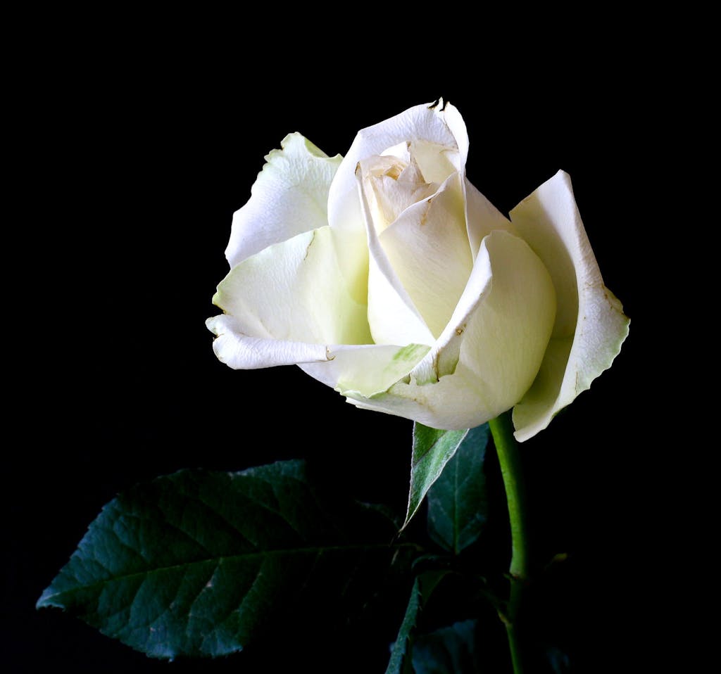 mediumship mentoring
