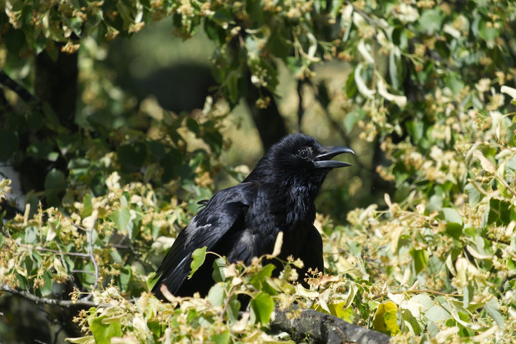 meaning of a crow