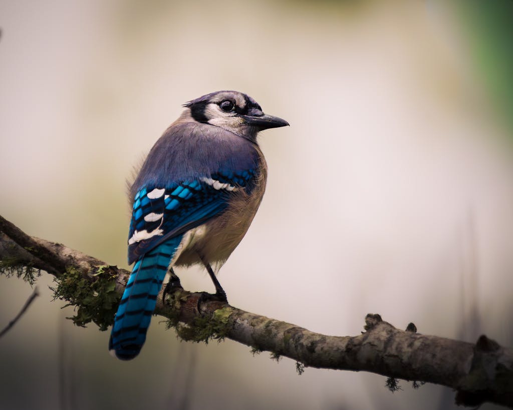 meaning of a blue jay