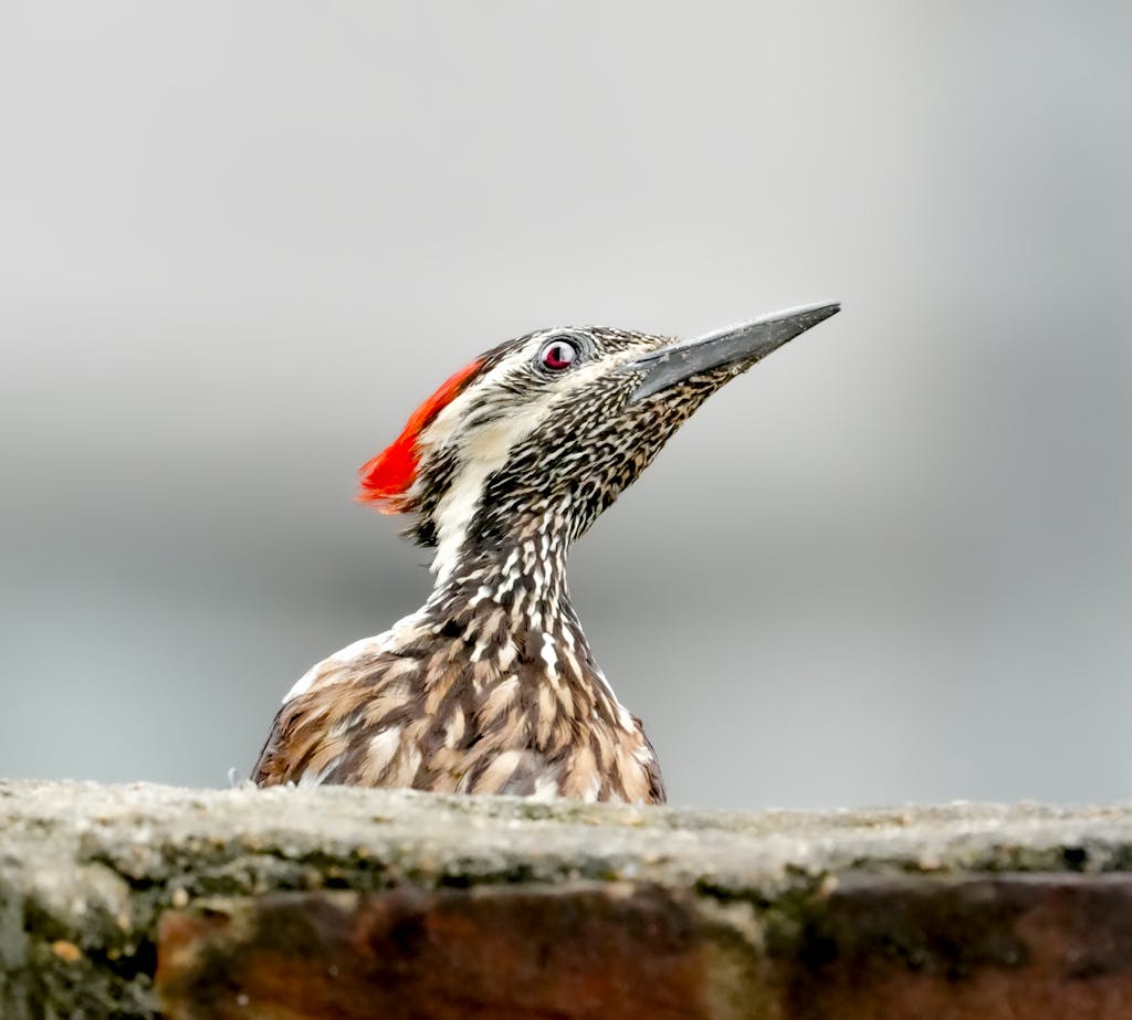 meaning of a woodpecker