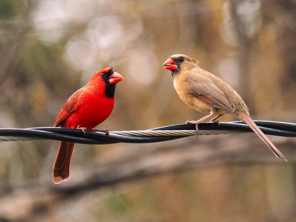 meaning of a cardinal