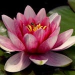 reason you are empathic