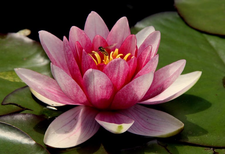 reason you are empathic