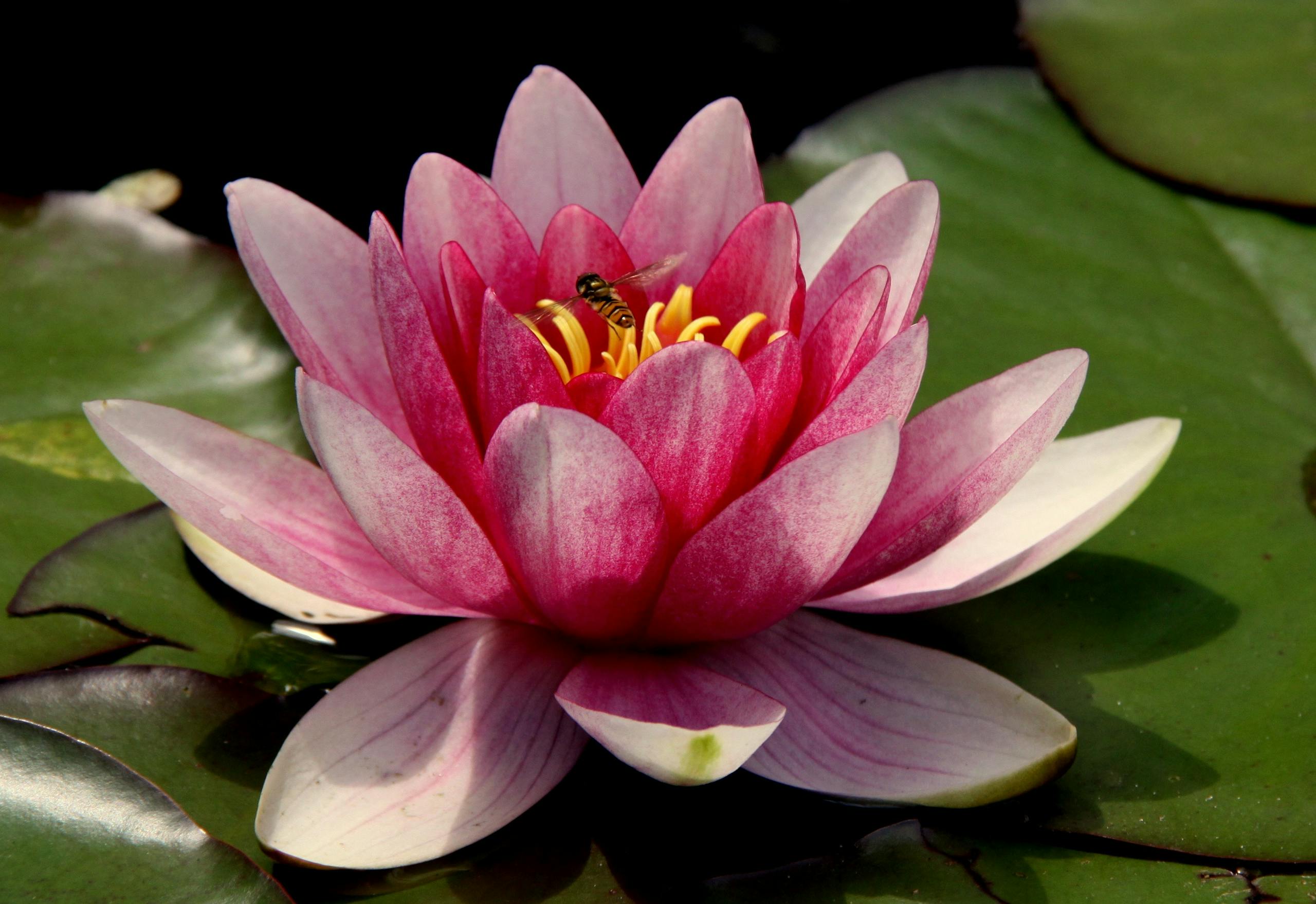 reason you are empathic