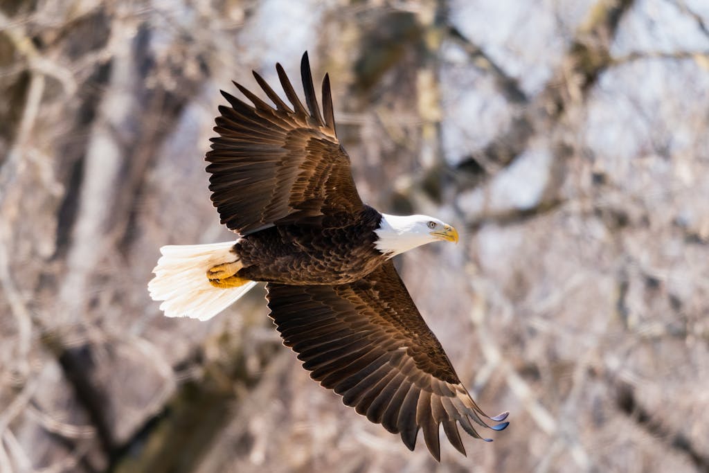 meaning of an eagle