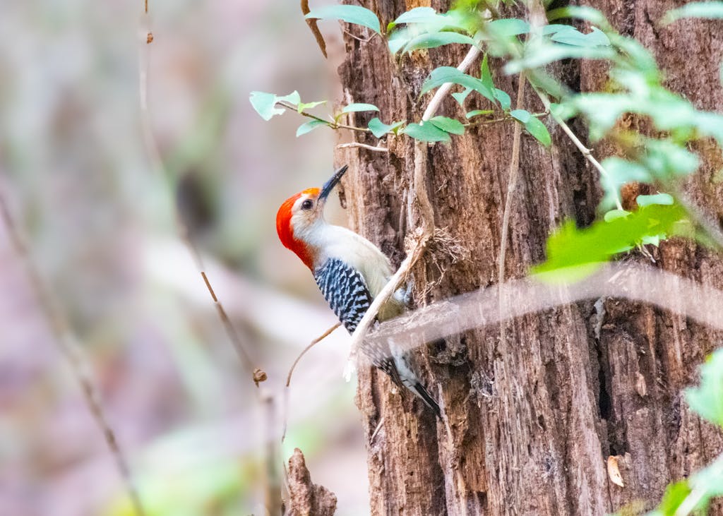 meaning of a woodpecker