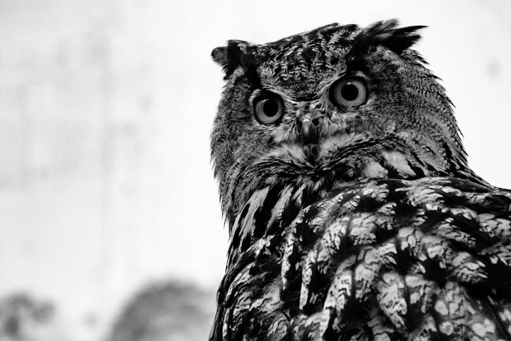 meaning of an owl
