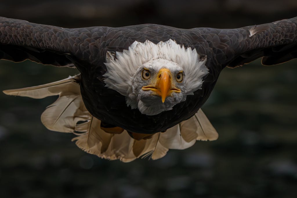 meaning of an eagle