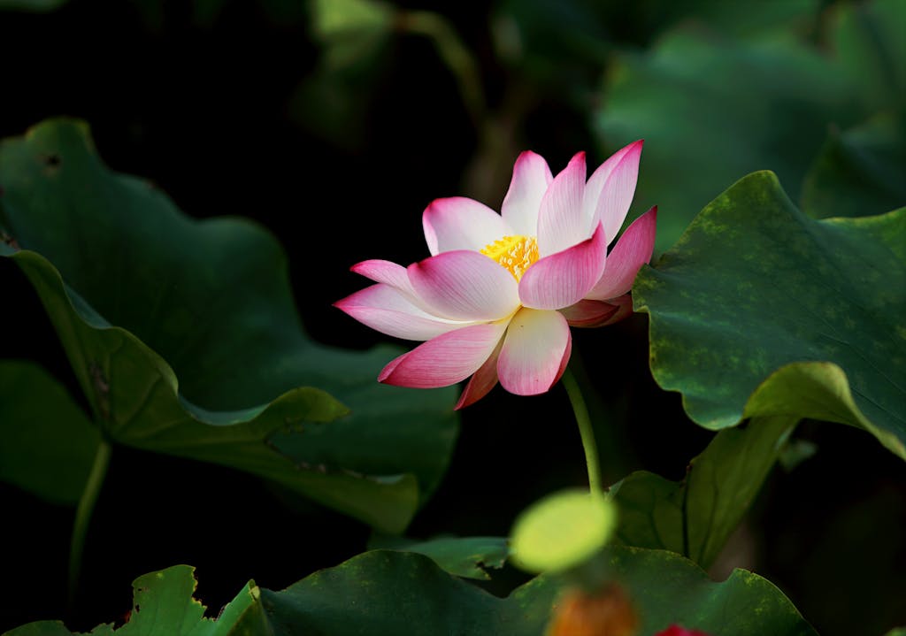 psychic medium development