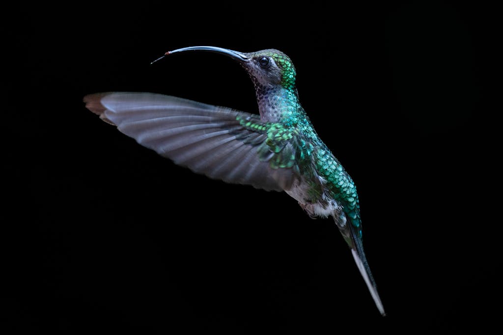 spiritual meaning of a hummingbird