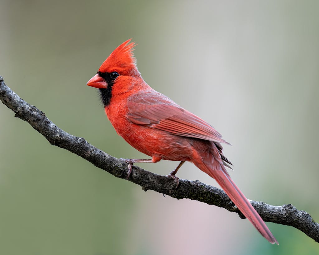 meaning of a cardinal
