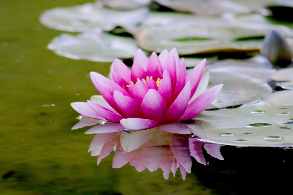 reason you are empathic