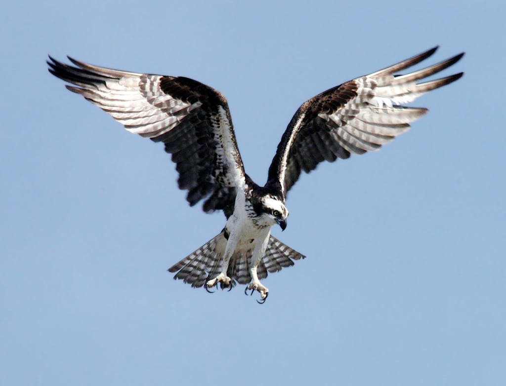 meaning of a hawk
