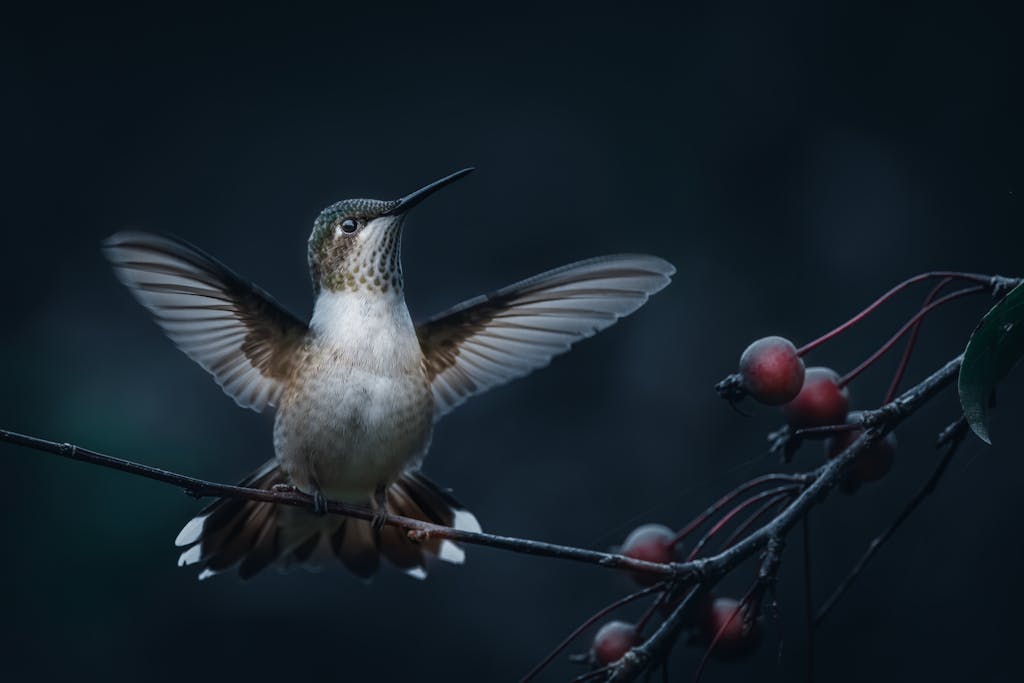 spiritual meaning of a hummingbird