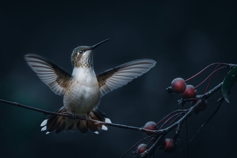 spiritual meaning of a hummingbird