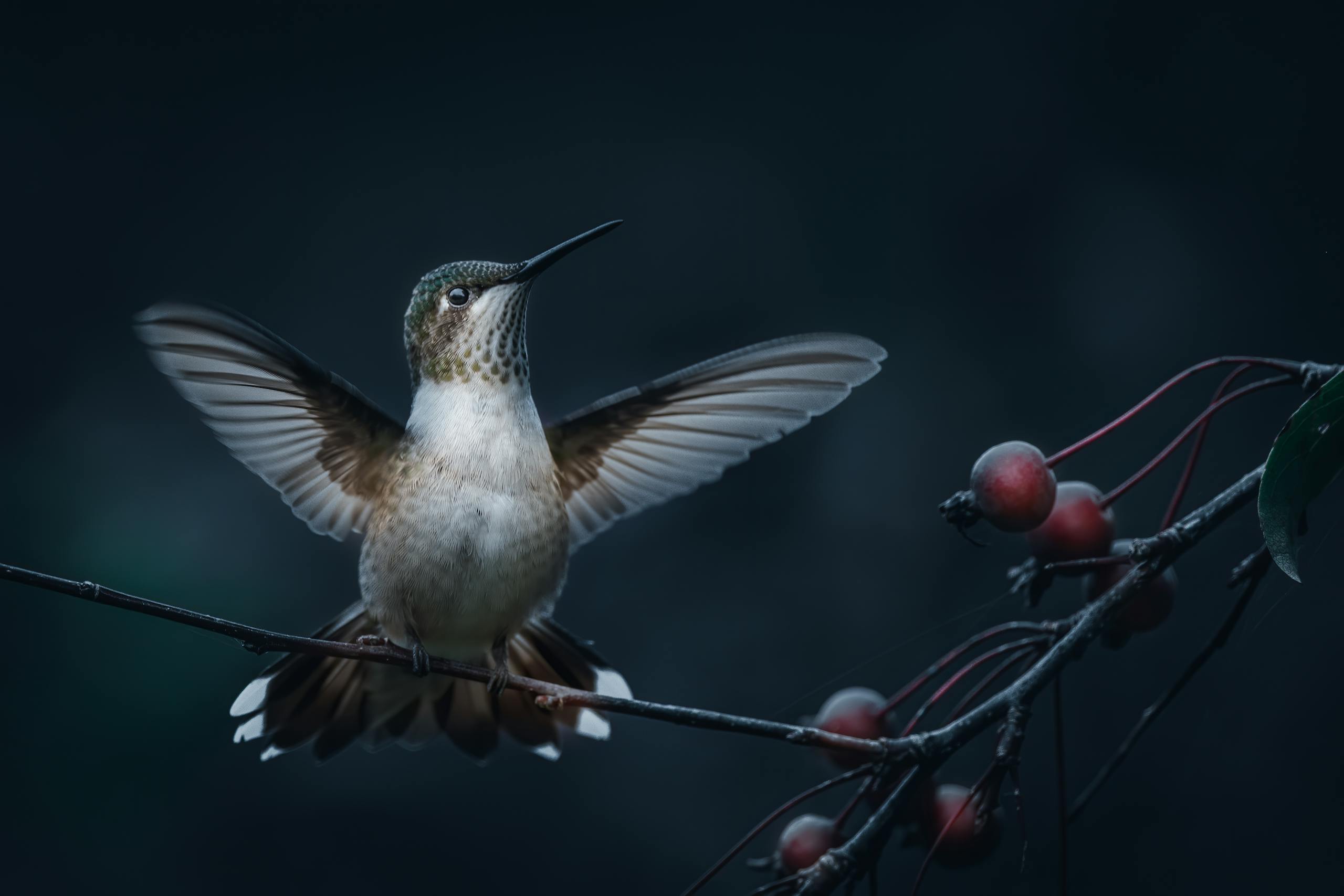 spiritual meaning of a hummingbird