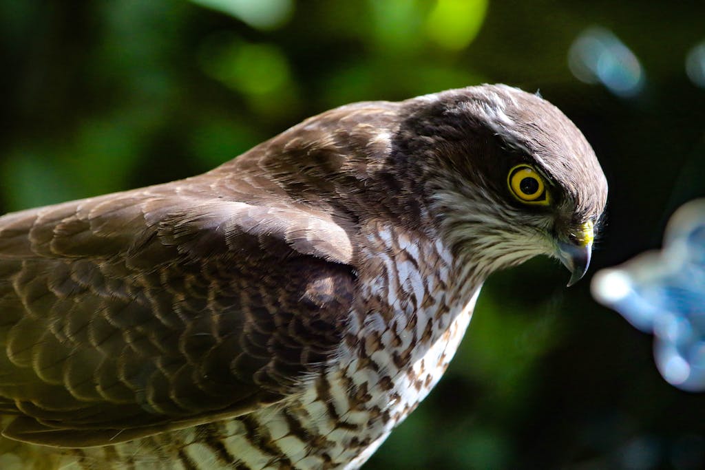 meaning of a hawk