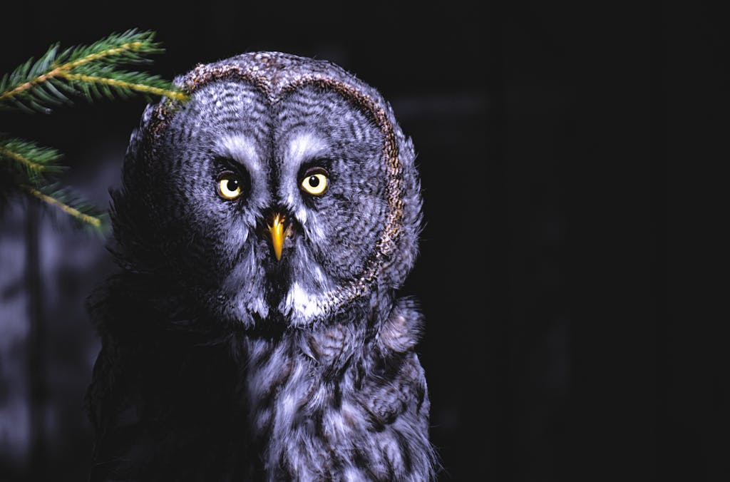 meaning of an owl