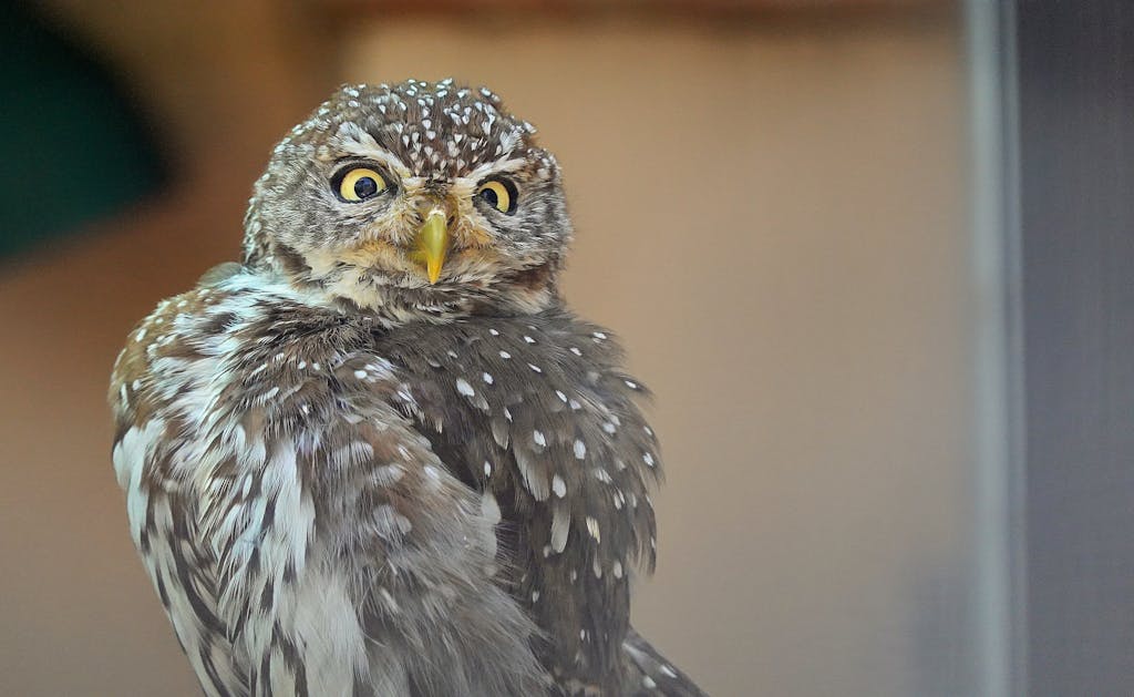 meaning of an owl