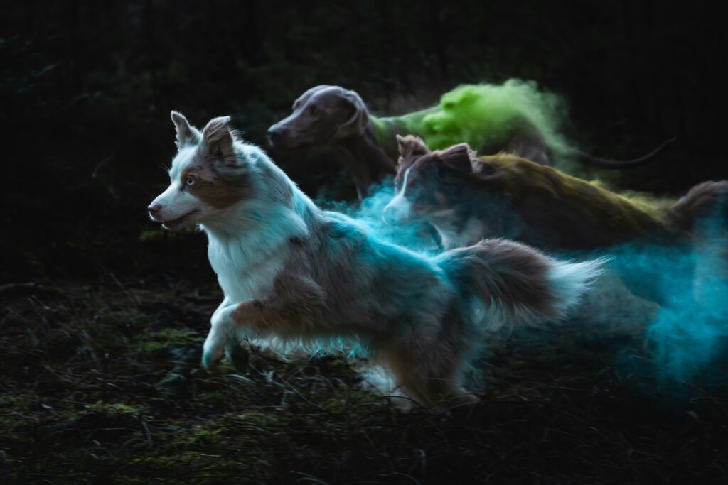 pets in spirit readings