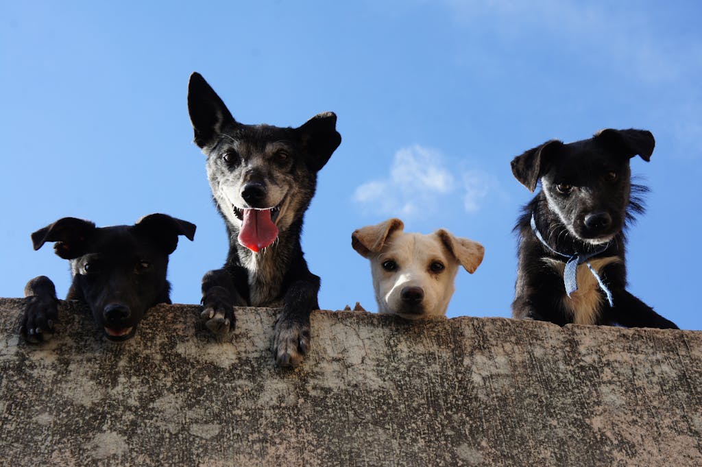 pets in spirit readings