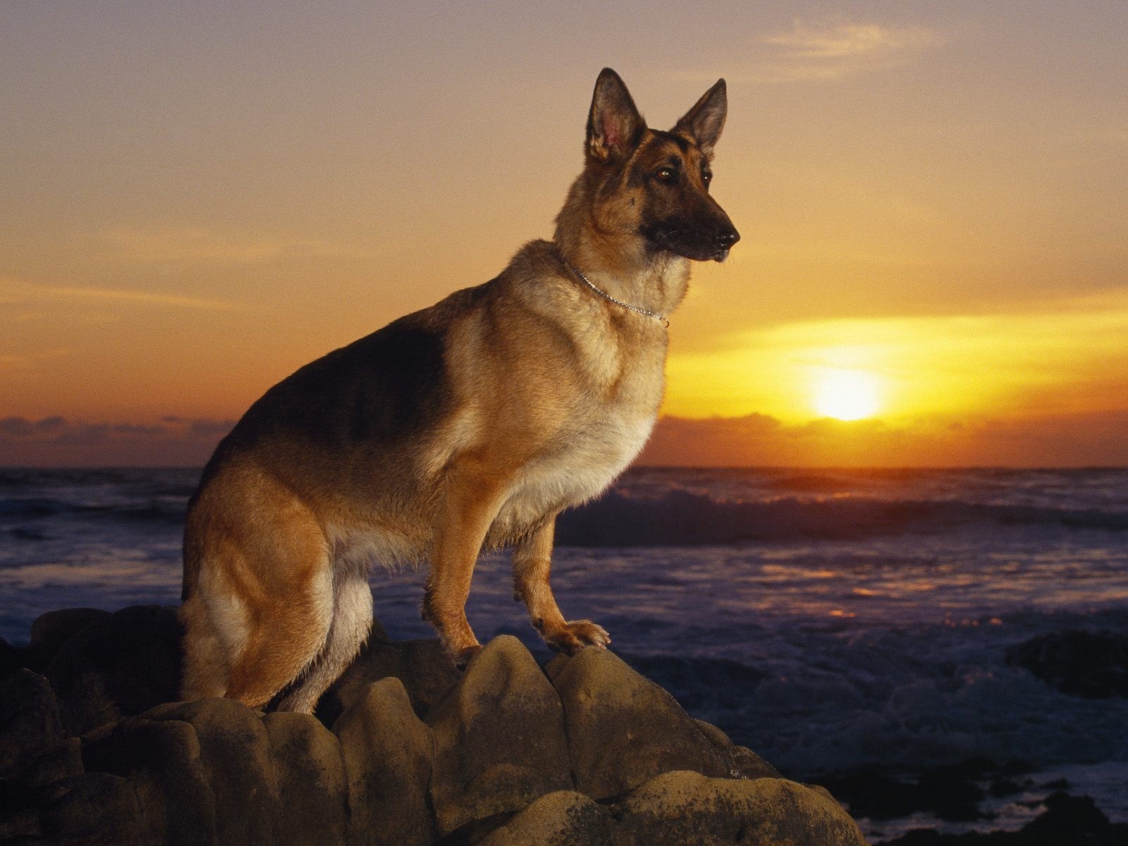 pets in spirit readings