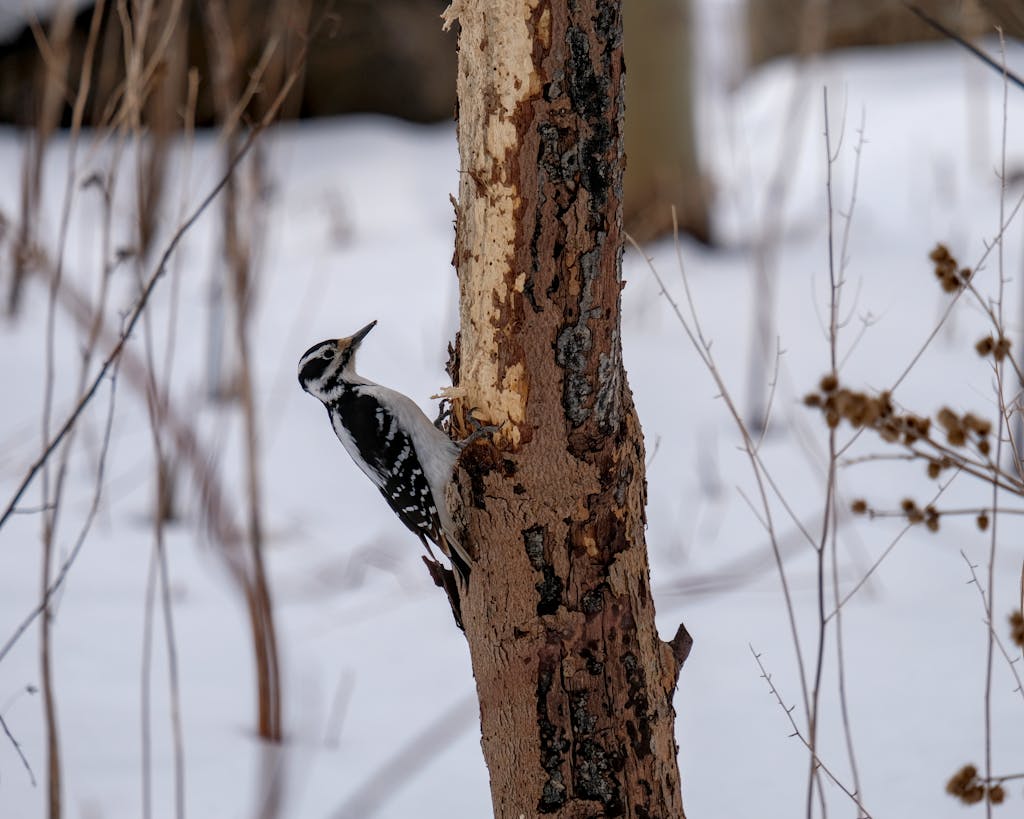 meaning of a woodpecker